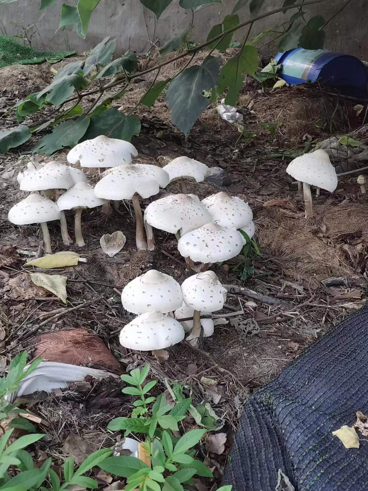 mushroomimage